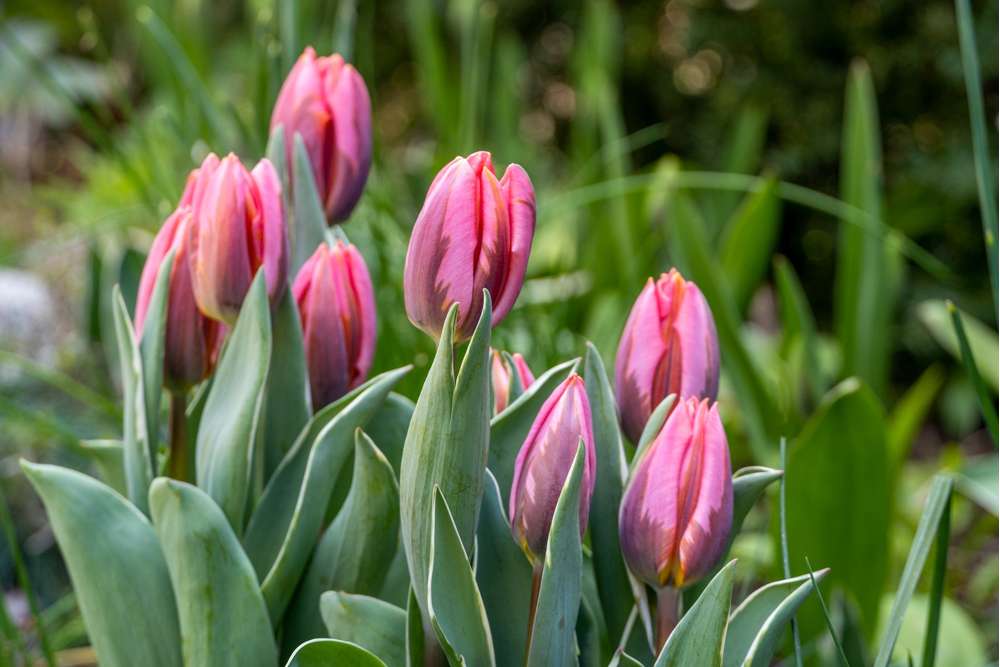 Tulipan 'Pretty Princess'